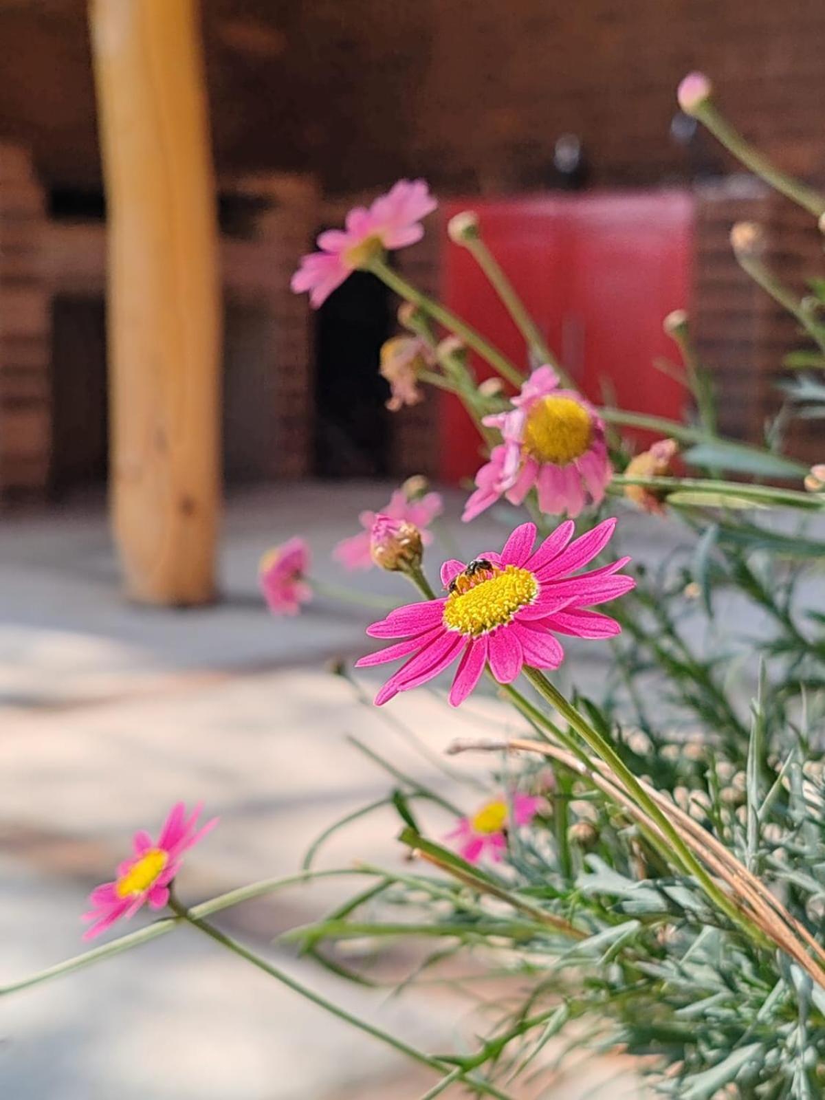 Finca Chuchiya Cabanas Tecpan Tecpán Guatemala Kültér fotó